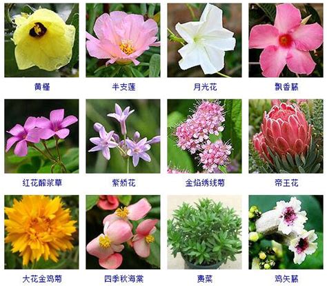 花的名字和图片|花卉图片及名称大全